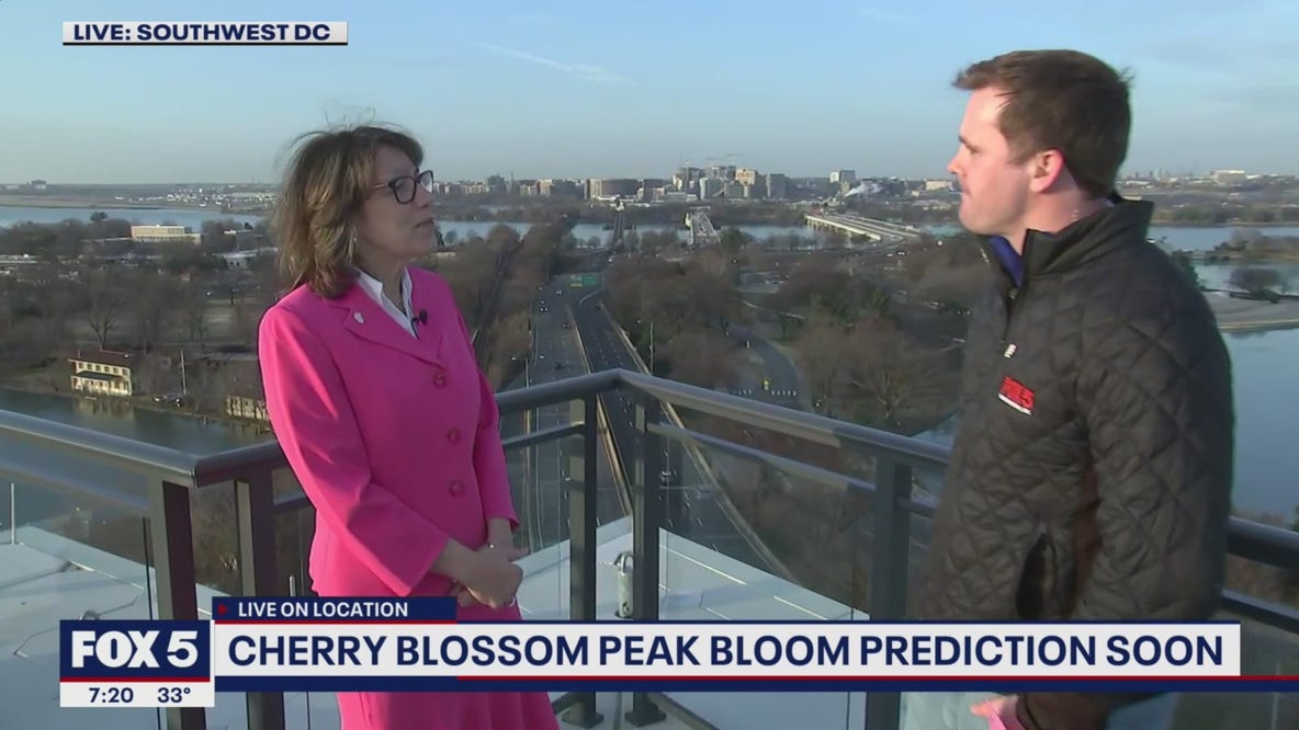 DC region ready to celebrate famous cherry blossoms for 2022 season